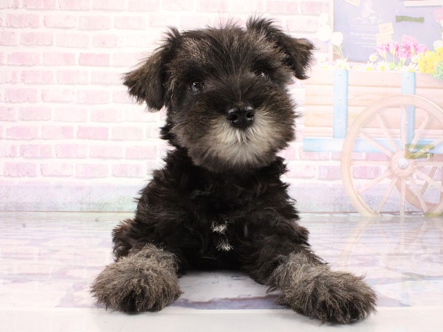 ミニチュア・シュナウザー