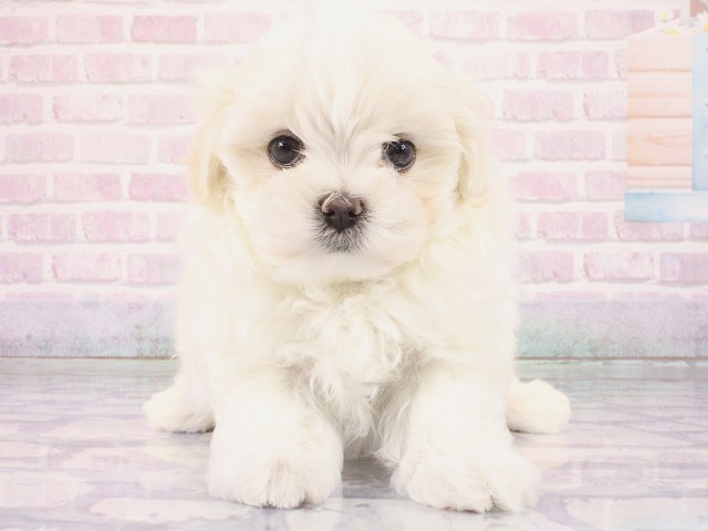 大阪府のマルチーズ (Coo&RIKU心斎橋店/2026年2月28日生まれ/女の子/ホワイト)の子犬の1枚目の画像