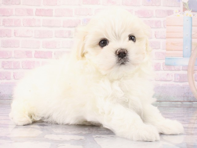 大阪府のマルチーズ (Coo&RIKU心斎橋店/2026年2月28日生まれ/女の子/ホワイト)の子犬の2枚目の画像