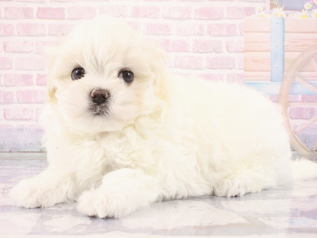 大阪府のマルチーズ (Coo&RIKU心斎橋店/2026年2月28日生まれ/女の子/ホワイト)の子犬の3枚目の画像