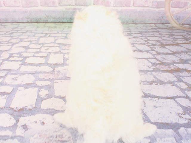 大阪府のマルチーズ (Coo&RIKU心斎橋店/2026年2月28日生まれ/女の子/ホワイト)の子犬の4枚目の画像