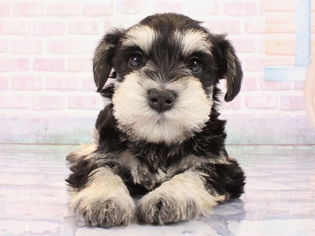 ミニチュア・シュナウザー