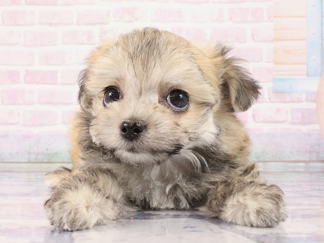 大阪府のチワマル/マルチワ(チワワ×マルチーズ) (Coo&RIKU高槻店/2026年2月28日生まれ/男の子/クリームセーブル)の子犬の1枚目の画像