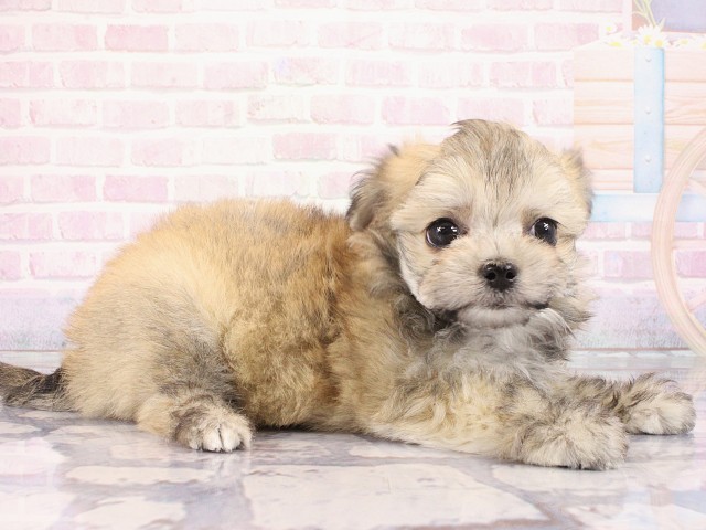 大阪府のチワマル/マルチワ(チワワ×マルチーズ) (Coo&RIKU高槻店/2026年2月28日生まれ/男の子/クリームセーブル)の子犬の2枚目の画像