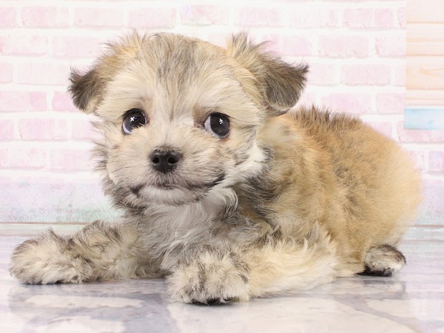 大阪府のチワマル/マルチワ(チワワ×マルチーズ) (Coo&RIKU高槻店/2026年2月28日生まれ/男の子/クリームセーブル)の子犬の3枚目の画像