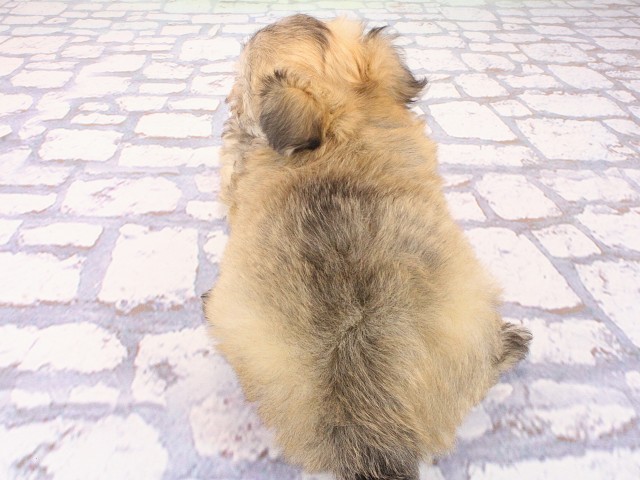 大阪府のチワマル/マルチワ(チワワ×マルチーズ) (Coo&RIKU高槻店/2026年2月28日生まれ/男の子/クリームセーブル)の子犬の4枚目の画像