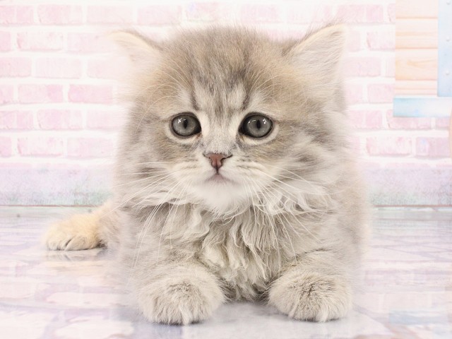 大阪府のミヌエット (Coo&RIKU梅田店/2026年2月28日生まれ/男の子/ブルータビー)の子猫