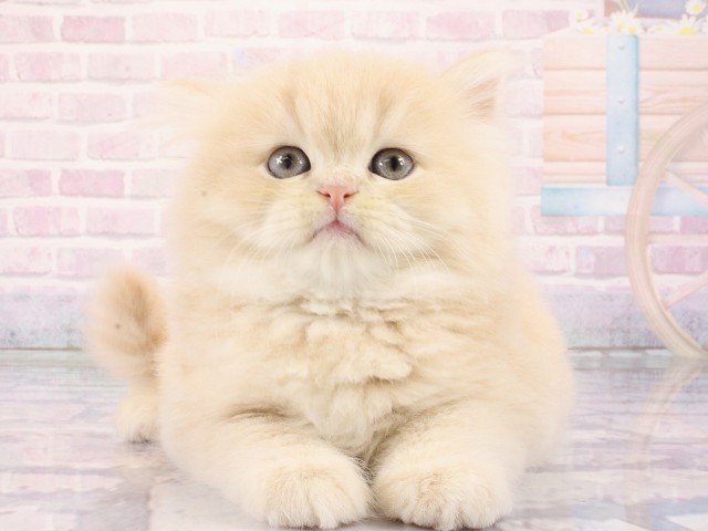 大阪府のミヌエット (Coo&RIKU茶屋町店/2026年2月28日生まれ/男の子/クリームタビーホワイト)の子猫の1枚目の画像