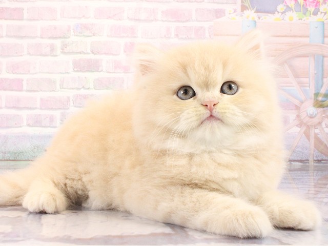 大阪府のミヌエット (Coo&RIKU茶屋町店/2026年2月28日生まれ/男の子/クリームタビーホワイト)の子猫の2枚目の画像