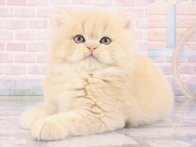 大阪府のミヌエット (Coo&RIKU茶屋町店/2026年2月28日生まれ/男の子/クリームタビーホワイト)の子猫の3枚目の画像