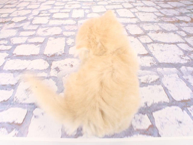 大阪府のミヌエット (Coo&RIKU茶屋町店/2026年2月28日生まれ/男の子/クリームタビーホワイト)の子猫の4枚目の画像