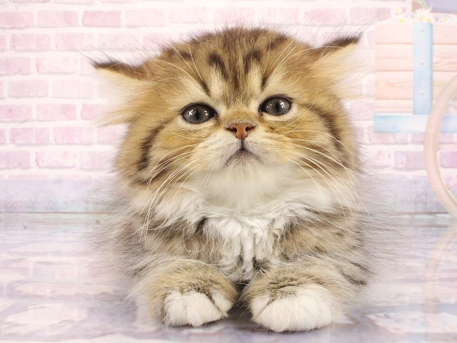 大阪府のスコティッシュストレート (Coo&RIKU心斎橋店/2026年2月22日生まれ/男の子/ブラウンタビーホワイト)の子猫の1枚目の画像