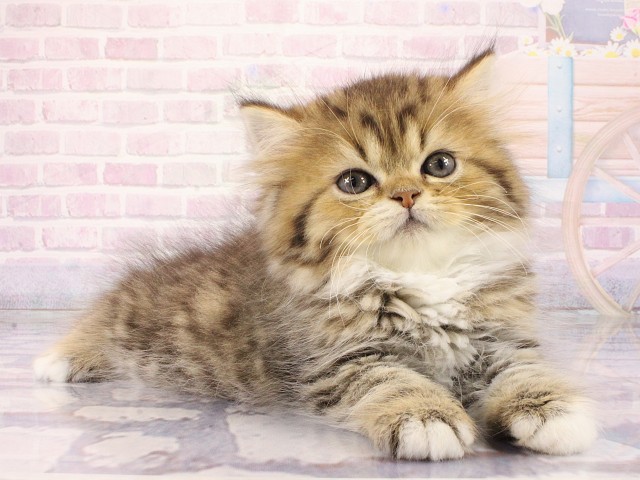 大阪府のスコティッシュストレート (Coo&RIKU心斎橋店/2026年2月22日生まれ/男の子/ブラウンタビーホワイト)の子猫の2枚目の画像