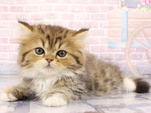 大阪府のスコティッシュストレート (Coo&RIKU心斎橋店/2026年2月22日生まれ/男の子/ブラウンタビーホワイト)の子猫の3枚目の画像