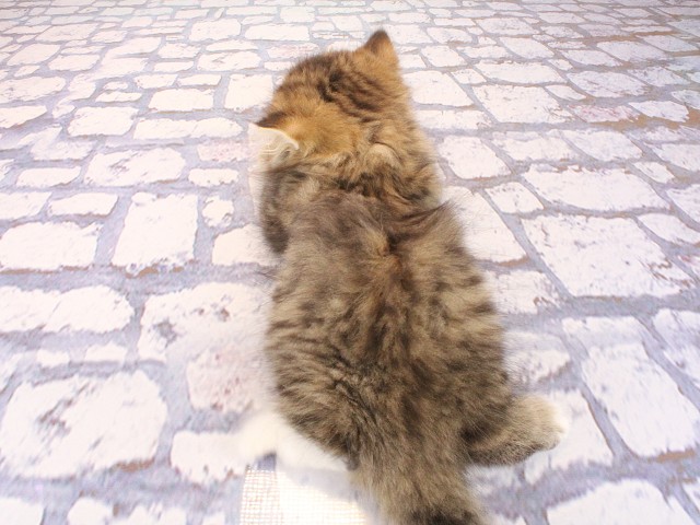 大阪府のスコティッシュストレート (Coo&RIKU心斎橋店/2026年2月22日生まれ/男の子/ブラウンタビーホワイト)の子猫の4枚目の画像