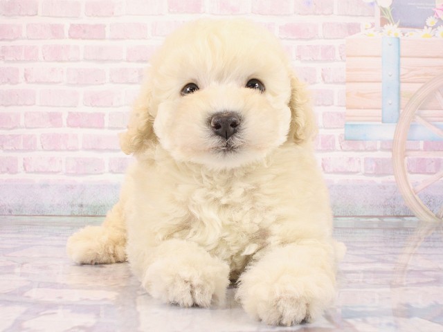 大阪府のトイプードル(トイ) (Coo&RIKU枚方店/2026年3月1日生まれ/男の子/ペールフォーン)の子犬の1枚目の画像