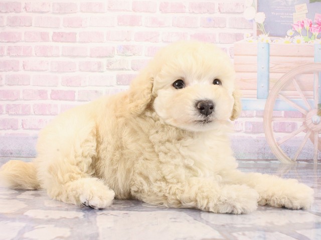 大阪府のトイプードル(トイ) (Coo&RIKU枚方店/2026年3月1日生まれ/男の子/ペールフォーン)の子犬の2枚目の画像