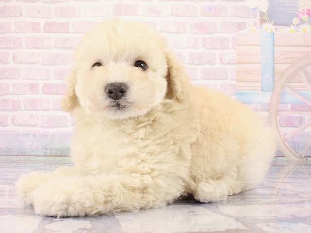 大阪府のトイプードル(トイ) (Coo&RIKU枚方店/2026年3月1日生まれ/男の子/ペールフォーン)の子犬の3枚目の画像