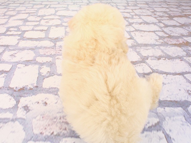 大阪府のトイプードル(トイ) (Coo&RIKU枚方店/2026年3月1日生まれ/男の子/ペールフォーン)の子犬の4枚目の画像