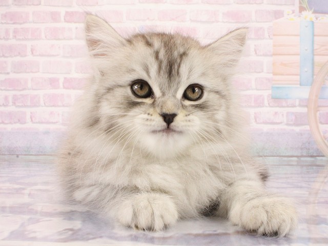 兵庫県のラガマフィン (Coo&RIKU神戸三宮店/2026年3月1日生まれ/男の子/シルバータビー)の子猫