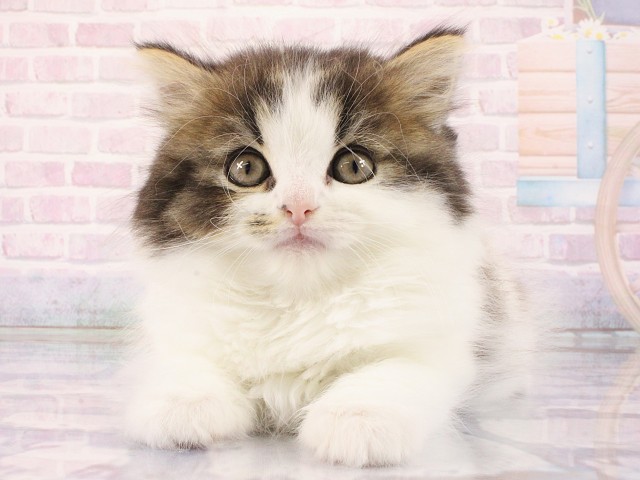 大阪府のスコティッシュストレート (Coo&RIKU梅田店/2026年3月1日生まれ/女の子/ブラウンタビーホワイトバン)の子猫