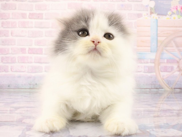 大阪府のスコティッシュフォールド (Coo&RIKU東大阪店/2026年2月25日生まれ/男の子/ブルーホワイト)の子猫の1枚目の画像