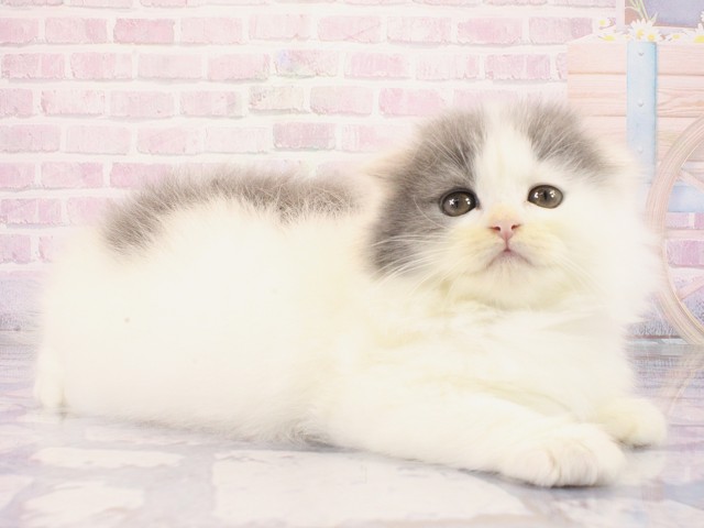 大阪府のスコティッシュフォールド (Coo&RIKU東大阪店/2026年2月25日生まれ/男の子/ブルーホワイト)の子猫の2枚目の画像