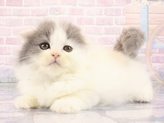 大阪府のスコティッシュフォールド (Coo&RIKU東大阪店/2026年2月25日生まれ/男の子/ブルーホワイト)の子猫の3枚目の画像