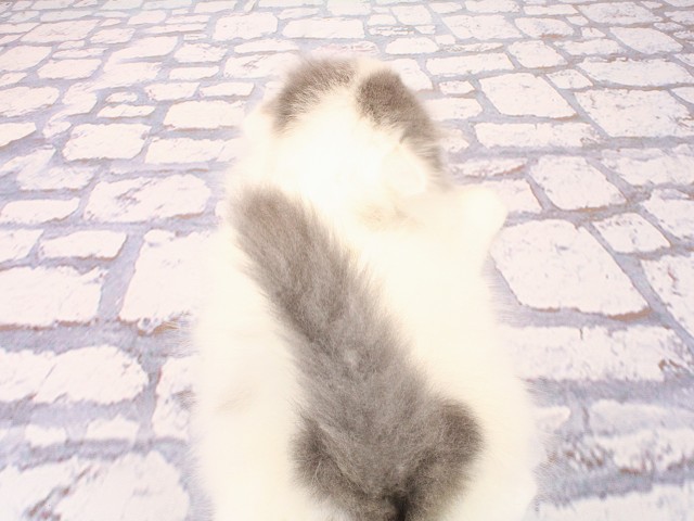 大阪府のスコティッシュフォールド (Coo&RIKU東大阪店/2026年2月25日生まれ/男の子/ブルーホワイト)の子猫の4枚目の画像