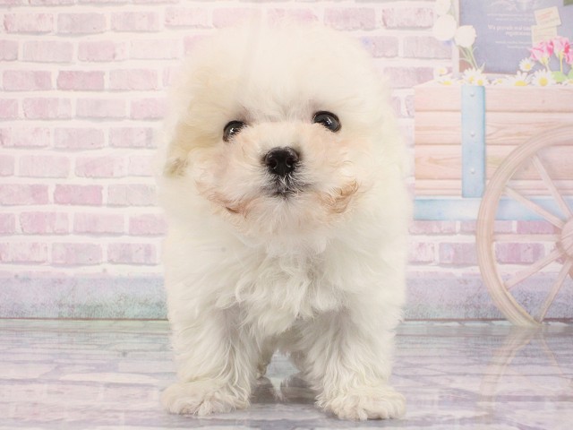 奈良県のマルプー(マルチーズ×プードル) (Coo&RIKU奈良新庄店/2026年2月26日生まれ/男の子/ホワイト)の子犬の1枚目の画像