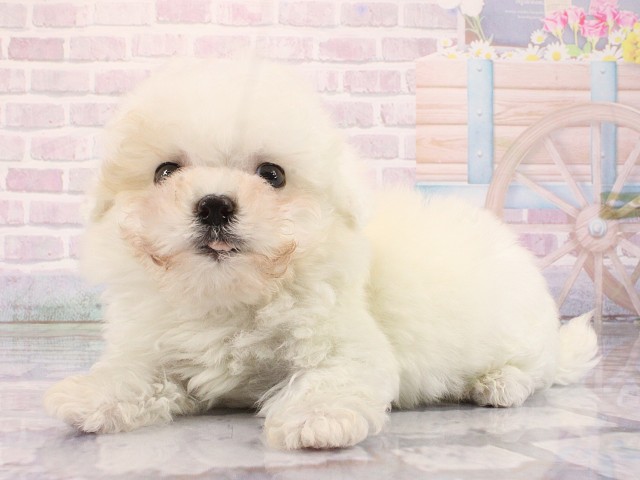 奈良県のマルプー(マルチーズ×プードル) (Coo&RIKU奈良新庄店/2026年2月26日生まれ/男の子/ホワイト)の子犬の2枚目の画像