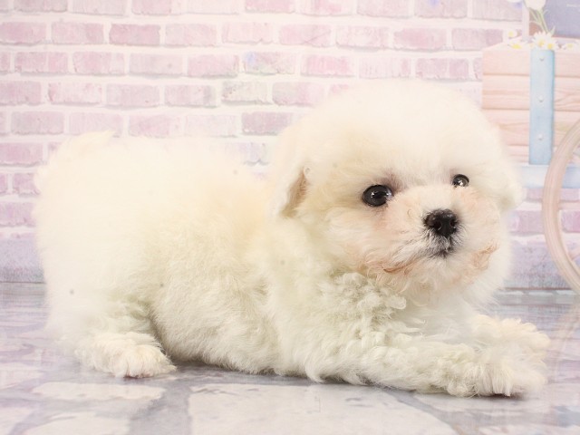 奈良県のマルプー(マルチーズ×プードル) (Coo&RIKU奈良新庄店/2026年2月26日生まれ/男の子/ホワイト)の子犬の3枚目の画像