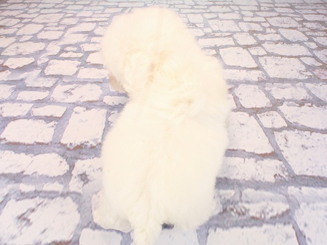 奈良県のマルプー(マルチーズ×プードル) (Coo&RIKU奈良新庄店/2026年2月26日生まれ/男の子/ホワイト)の子犬の4枚目の画像