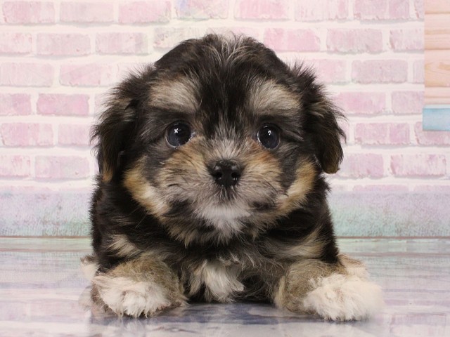 大阪府のチワマル/マルチワ(チワワ×マルチーズ) (Coo&RIKU心斎橋店/2026年2月28日生まれ/女の子/ブラックタン)の子犬の1枚目の画像