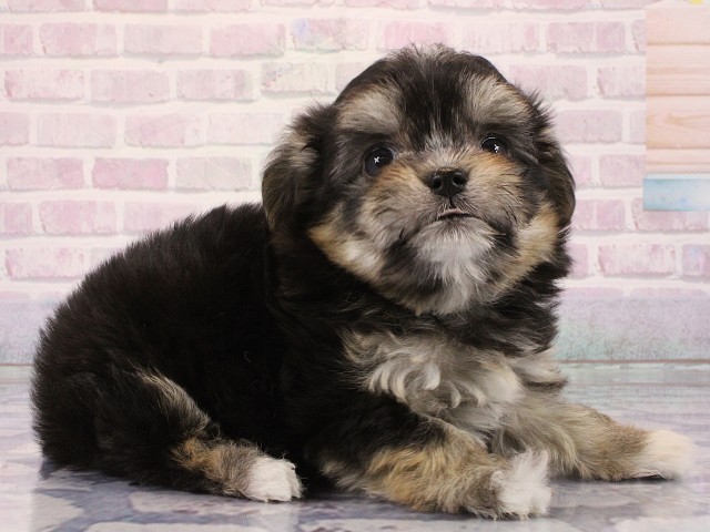 大阪府のチワマル/マルチワ(チワワ×マルチーズ) (Coo&RIKU心斎橋店/2026年2月28日生まれ/女の子/ブラックタン)の子犬の2枚目の画像