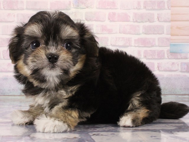 大阪府のチワマル/マルチワ(チワワ×マルチーズ) (Coo&RIKU心斎橋店/2026年2月28日生まれ/女の子/ブラックタン)の子犬の3枚目の画像