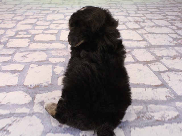 大阪府のチワマル/マルチワ(チワワ×マルチーズ) (Coo&RIKU心斎橋店/2026年2月28日生まれ/女の子/ブラックタン)の子犬の4枚目の画像