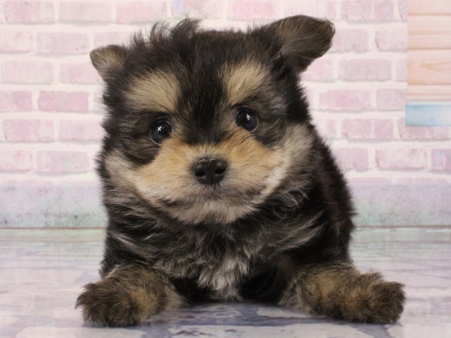 京都府のハーフ犬・ミックス犬 (Coo&RIKU京都河原町店/2026年2月25日生まれ/男の子/ブラックタン)の子犬