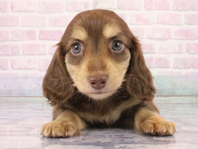 滋賀県のミニチュアダックスフンド(ロング) (Coo&RIKU滋賀草津店/2026年2月28日生まれ/男の子/チョコレートイエロー)の子犬の1枚目の画像