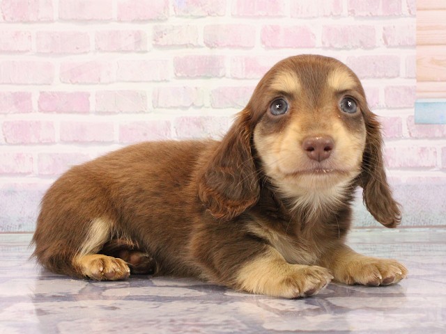 滋賀県のミニチュアダックスフンド(ロング) (Coo&RIKU滋賀草津店/2026年2月28日生まれ/男の子/チョコレートイエロー)の子犬の2枚目の画像