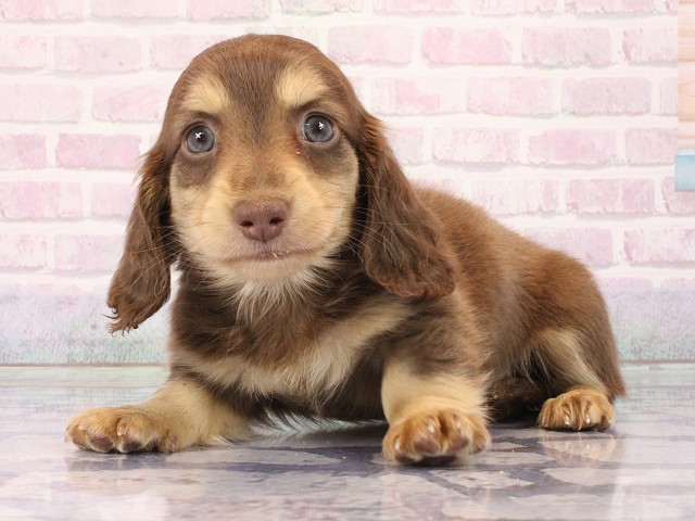 滋賀県のミニチュアダックスフンド(ロング) (Coo&RIKU滋賀草津店/2026年2月28日生まれ/男の子/チョコレートイエロー)の子犬の3枚目の画像