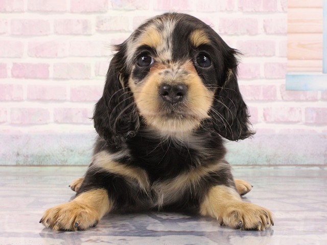 大阪府のミニチュアダックスフンド(ロング) (Coo&RIKU枚方店/2026年2月28日生まれ/女の子/シルバーダップル)の子犬の1枚目の画像