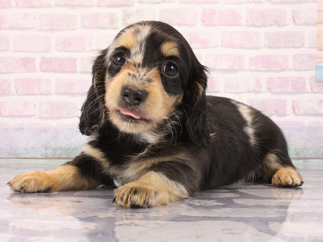 大阪府のミニチュアダックスフンド(ロング) (Coo&RIKU枚方店/2026年2月28日生まれ/女の子/シルバーダップル)の子犬の3枚目の画像