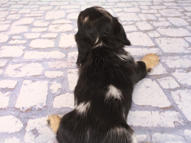 大阪府のミニチュアダックスフンド(ロング) (Coo&RIKU枚方店/2026年2月28日生まれ/女の子/シルバーダップル)の子犬の4枚目の画像