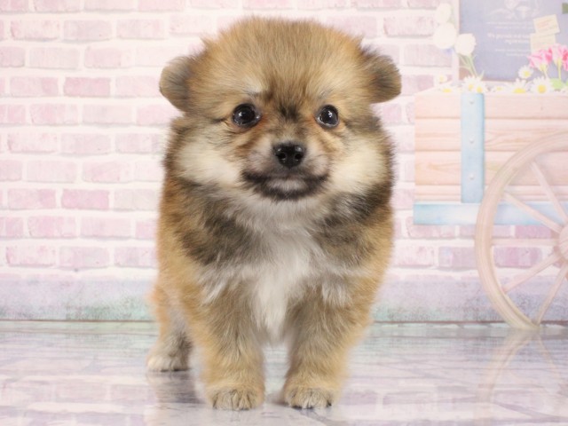 大阪府のポメチワ/チワポメ/ポメチー(ポメラニアン×チワワ) (Coo&RIKU天王寺店/2026年2月28日生まれ/男の子/オレンジ)の子犬