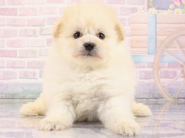 大阪府のポメプー(ポメラニアン×プードル) (Coo&RIKU心斎橋店/2026年3月1日生まれ/男の子/クリーム)の子犬の1枚目の画像