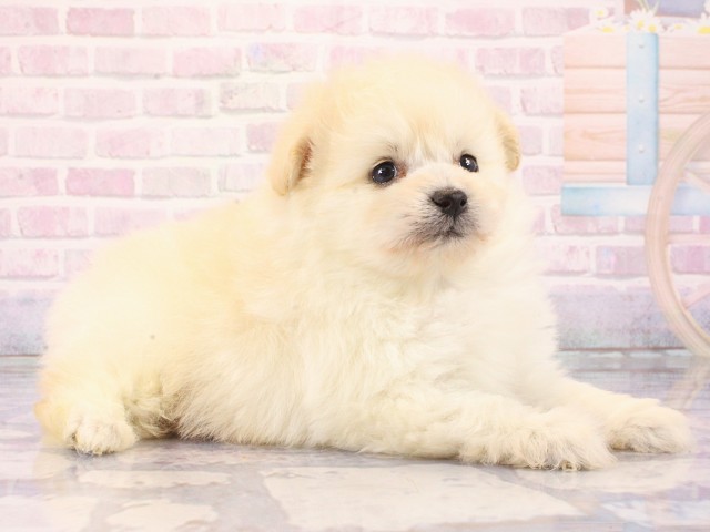大阪府のポメプー(ポメラニアン×プードル) (Coo&RIKU心斎橋店/2026年3月1日生まれ/男の子/クリーム)の子犬の2枚目の画像
