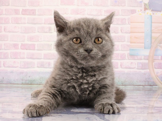 大阪府のセルカークレックス (Coo&RIKU心斎橋店/2026年2月28日生まれ/女の子/ブルー)の子猫の1枚目の画像