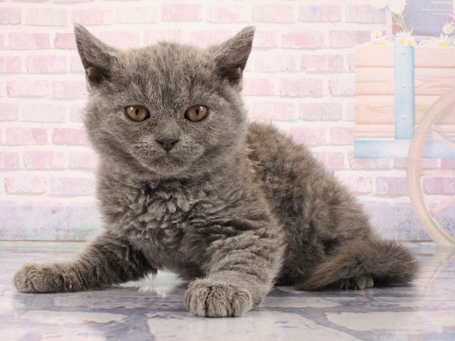 大阪府のセルカークレックス (Coo&RIKU心斎橋店/2026年2月28日生まれ/女の子/ブルー)の子猫の2枚目の画像