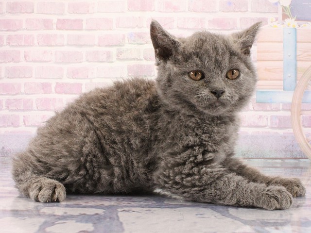 大阪府のセルカークレックス (Coo&RIKU心斎橋店/2026年2月28日生まれ/女の子/ブルー)の子猫の3枚目の画像